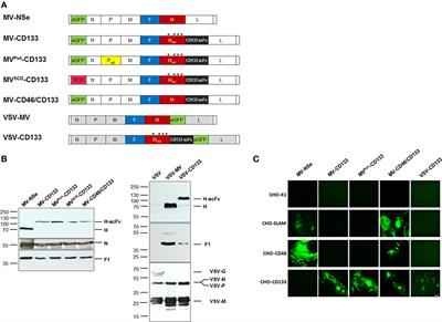 Enhancing the Oncolytic Activity of CD133-Targeted Measles Virus: Receptor Extension or Chimerism with Vesicular Stomatitis Virus Are Most Effective